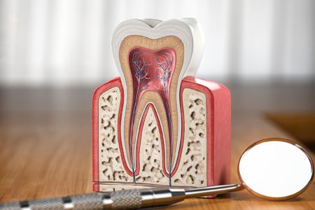 Tooth model showing root canal anatomy in Charlotte NC dental office